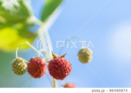 Strawberry plant. Wild stawberry bushes. Strawberries in growth at garden. Ripe berries and foliage strawberry Strawberry plant. Wild stawberry bushes. Strawberries in growth at garden. Ripe berries and foliage strawberry 96490874