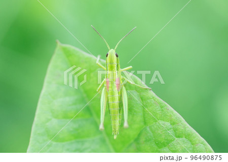 Grasshopper in the grass- close up view Grasshopper in the grass- close up view 96490875