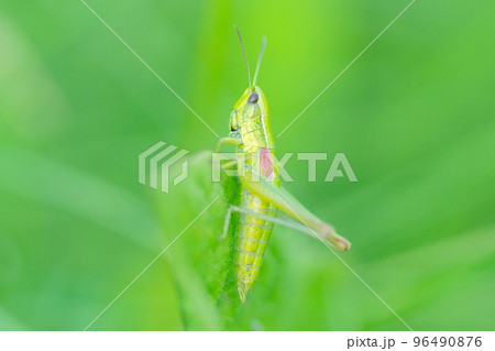 Grasshopper in the grass- close up view. Grasshopper in the grass- close up view. 96490876