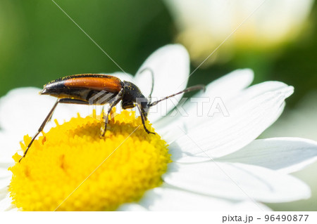 Stenurella melanura beetle on a chamomile flower. Stenurella melanura beetle on a chamomile flower. 96490877