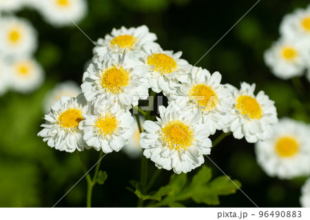 Meadow of white Chamomile flowers in the morning sun close up. Herbal medicine. Meadow of white Chamomile flowers in the morning sun close up. Herbal medicine. 96490883