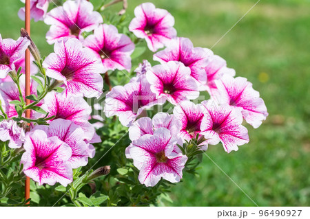 Petunia ,Petunias in the tray,Petunia in the pot, purple petunia 96490927