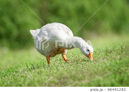 side view of white goose standing on green grass.. side view of white goose standing on green grass.. 96491283