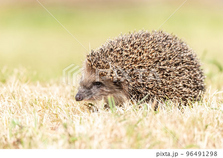 hedgehog on the grass.. hedgehog on the grass.. 96491298