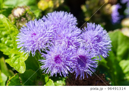 Close-up of small, purple flowers, Ageratum Houstonianum, also know as Floss flower, Pussy Foot, or Blue mink. 96491314
