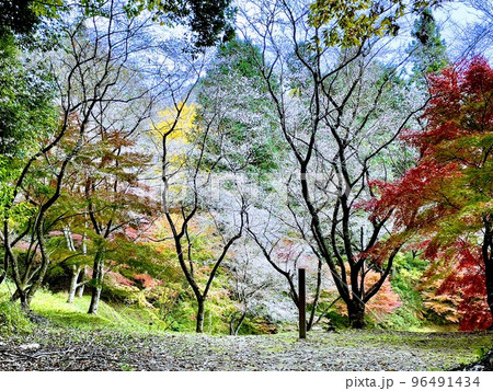 四季桜 96491434