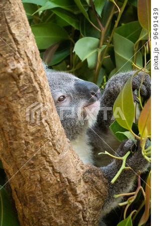 コアラ コアラ 96491439