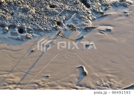 干潟よか公園のムツゴロウ　佐賀 96491593