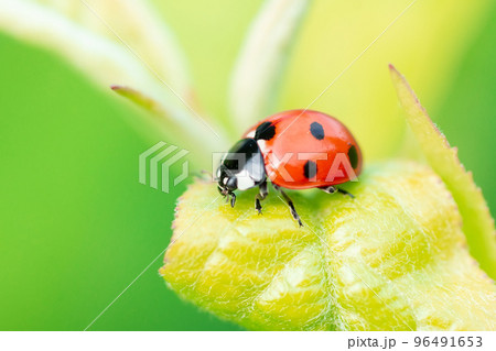 ladybug (Coccinellidae) on parsley stem and green background ladybug (Coccinellidae) on parsley stem and green background 96491653