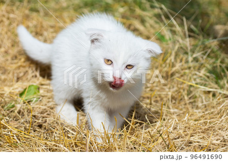 White cat in the grass White cat in the grass 96491690