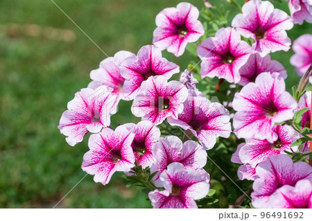 Close up of a flower border with colouful flowering Petunia Wave Sweetheart... Close up of a flower border with colouful flowering Petunia Wave Sweetheart... 96491692