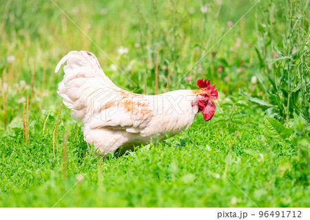 cute rooster crowing on the farm... 96491712