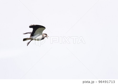 Northern Lapwing (Vanellus vanellus) flying on the blue sky. 96491713