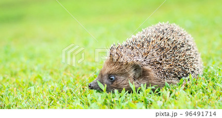 hedgehog on the grass 96491714