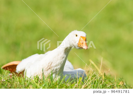 side view of white goose standing on green grass... 96491781