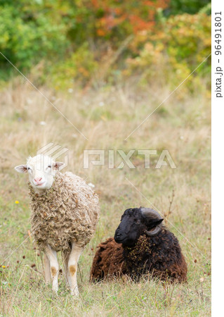 sheep and lamb on green grass. 96491801