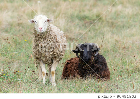 sheep and lamb on green grass. 96491802