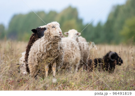 sheep and lamb on green grass.. sheep and lamb on green grass.. 96491819