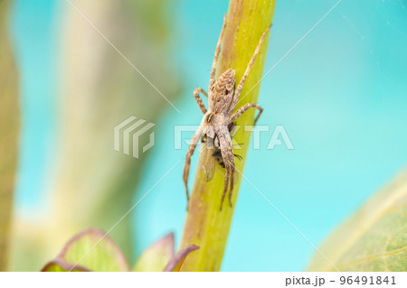 Pisaura mirabilis (nursery web spider) 96491841