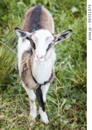 small goat in a field of wheat. small goat in a field of wheat. 96491874