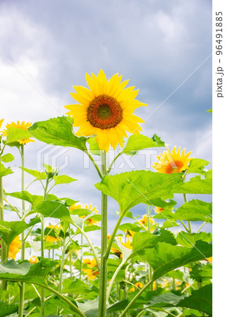 Beautiful landscape with sunflower field over blue sky. Nature concept.... 96491885