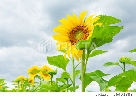 Beautiful landscape with sunflower field over blue sky. Nature concept.... 96491888