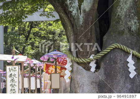 くり祭　傘　花飾り　日本傘　神楽　江戸の里神楽　大國魂神社　栗の露店販売 96491897