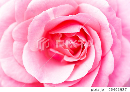 A close up macro shot of a red rose. 96491927