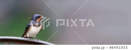 village swallow on the fence... 96491933