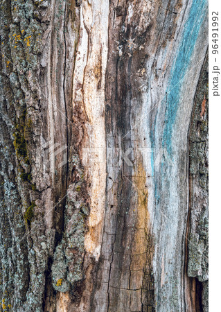 Tree bark texture 96491992
