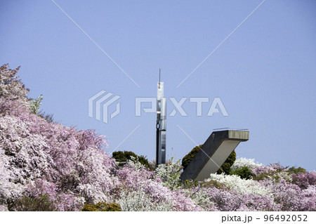 満開のしだれ桜と希望の塔（愛知県額田郡幸田町　幸田文化公園） 96492052