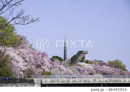 満開のしだれ桜と希望の塔(愛知県額田郡幸田町 幸田文化公園) 満開のしだれ桜と希望の塔(愛知県額田郡幸田町 幸田文化公園) 96492054