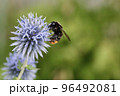 花粉に塗れながら青い花と戯れるマルハナバチの写真 96492081