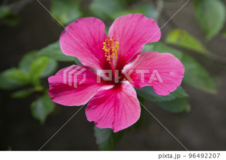 Blooming Pink hibiscus Flower on a garden tree branch 96492207