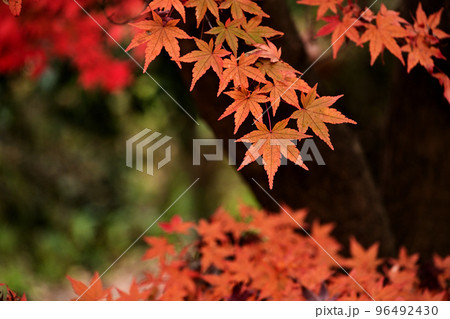 紅葉 96492430