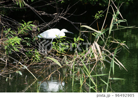 水草の間に白光するコサギ 水草の間に白光するコサギ 96492905