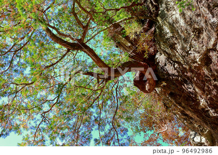 愛媛県　内子町　大木 96492986