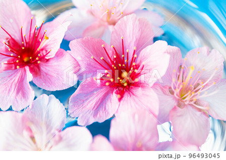 桜酒とブルーの背景 96493045