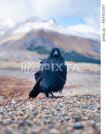 Black Crow. Portrait of a wild bird. Animals in the wild. Bird in the background of nature. 96493397