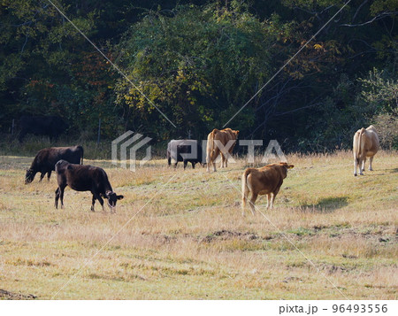 放牧されているジャージ牛たち 96493556