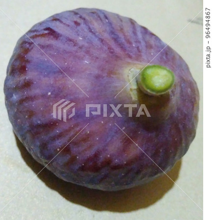Purple fig fresh juicy one whole fruit Purple fig fresh juicy one whole fruit 96494867