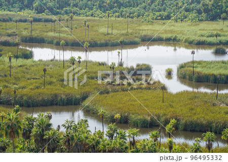 san dionisio oasis in sierra de la laguna baja california sur mexico 96495332