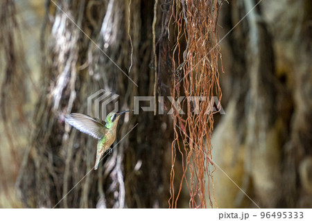 hummingbird flying on a fig tree hummingbird flying on a fig tree 96495333