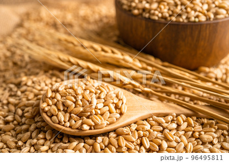 Grains and wheat ears from organic agriculture farm. Grains and wheat ears from organic agriculture farm. 96495811