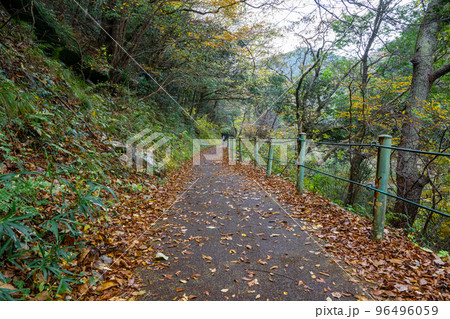 紅葉と渓谷の綺麗な秋の長門峡 【山口県】 紅葉と渓谷の綺麗な秋の長門峡 【山口県】 96496059