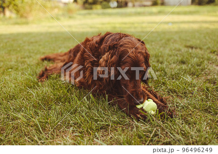 Happy Irish Setter dog playing at the park with toy on a green grass Happy Irish Setter dog playing at the park with toy on a green grass 96496249