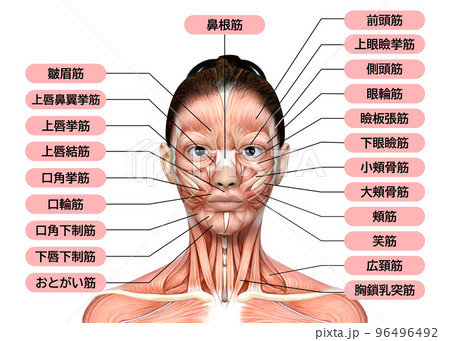 女性の顔の解剖学