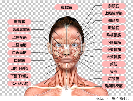 女性の顔面の筋肉解剖図　3Dモデルの上半身顔アップのイラスト 96496492