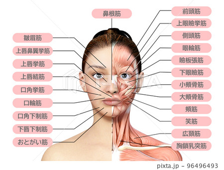 顔面左半分が筋肉  左半身が筋肉解剖図の女性 人間の解剖図のイラスト 96496493