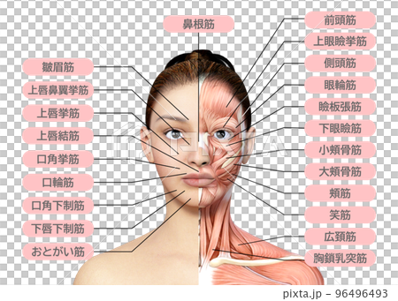 顔面左半分が筋肉  左半身が筋肉解剖図の女性 人間の解剖図のイラスト 96496493